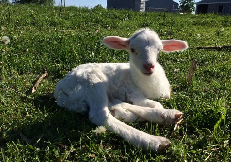 Baby Lamb Enjoying the Sun