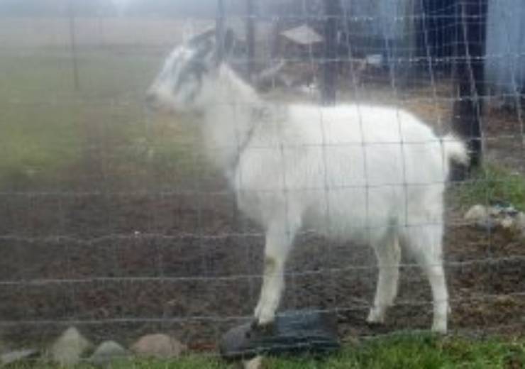 Here’s a Picture of Rain, Our Goat!