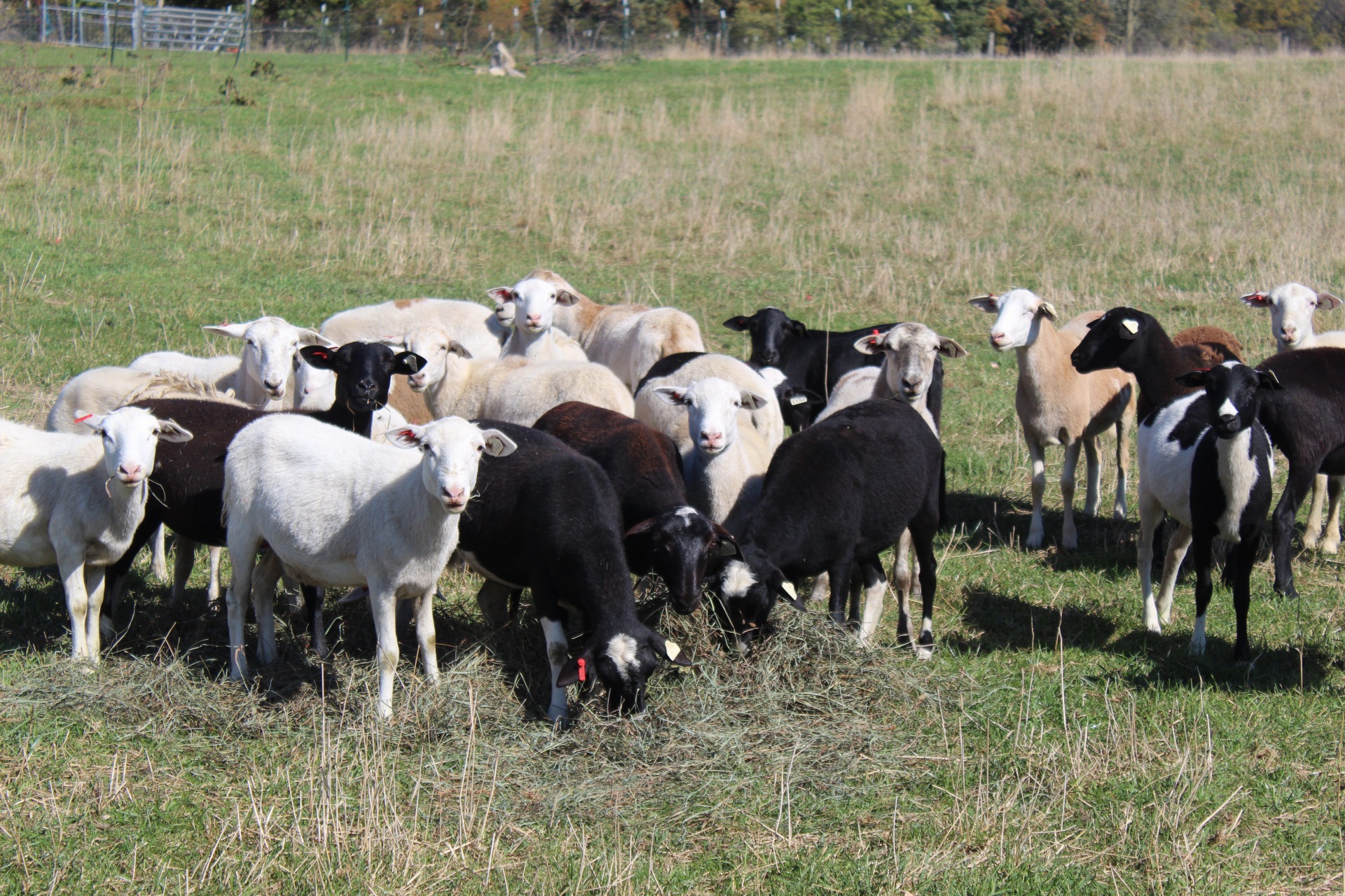 Katahdin Sheep: Low-Maintenance Meat and Milk Producer