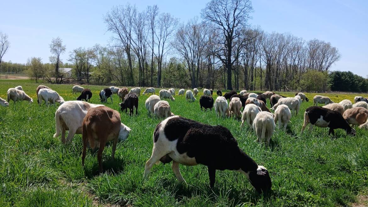 15 Years of Raising Sheep at Misty Lane Farm