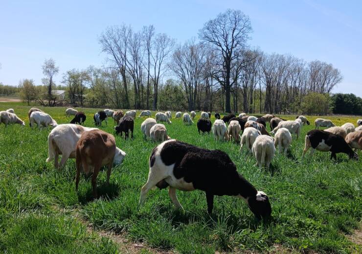 15 Years of Raising Sheep at Misty Lane Farm