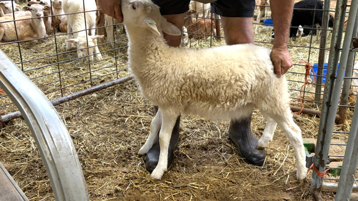 Ewe Lambs & Feeders Available Now