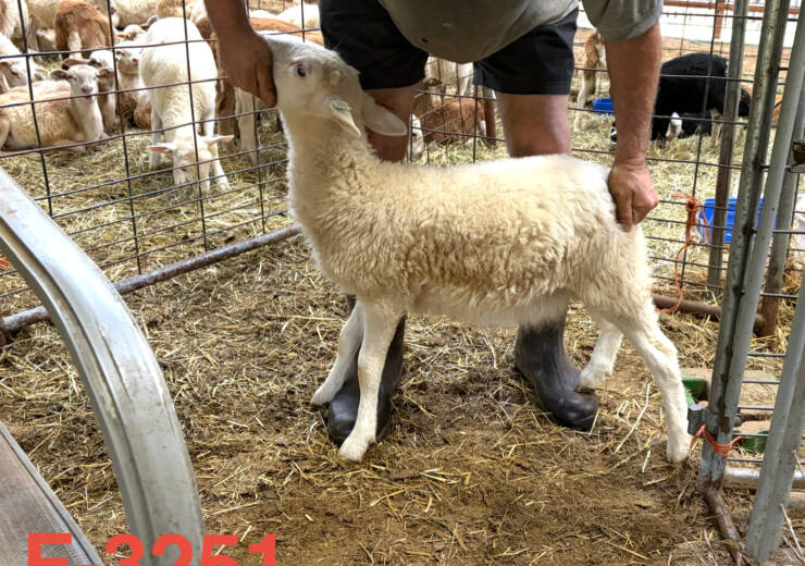 Ewe Lambs & Feeders Available Now